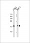 RPL27A Antibody